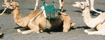 Camels take a breather